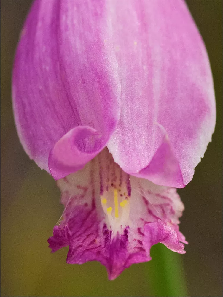 The rosebud orchid with yellow crest.
