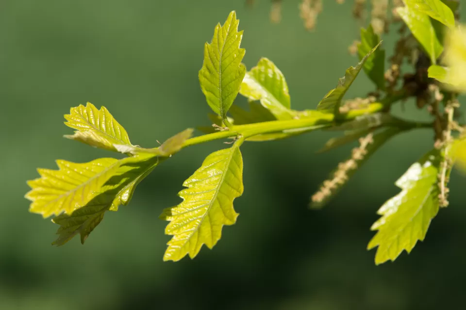 Up-close photo of the swamp white oak leafs.