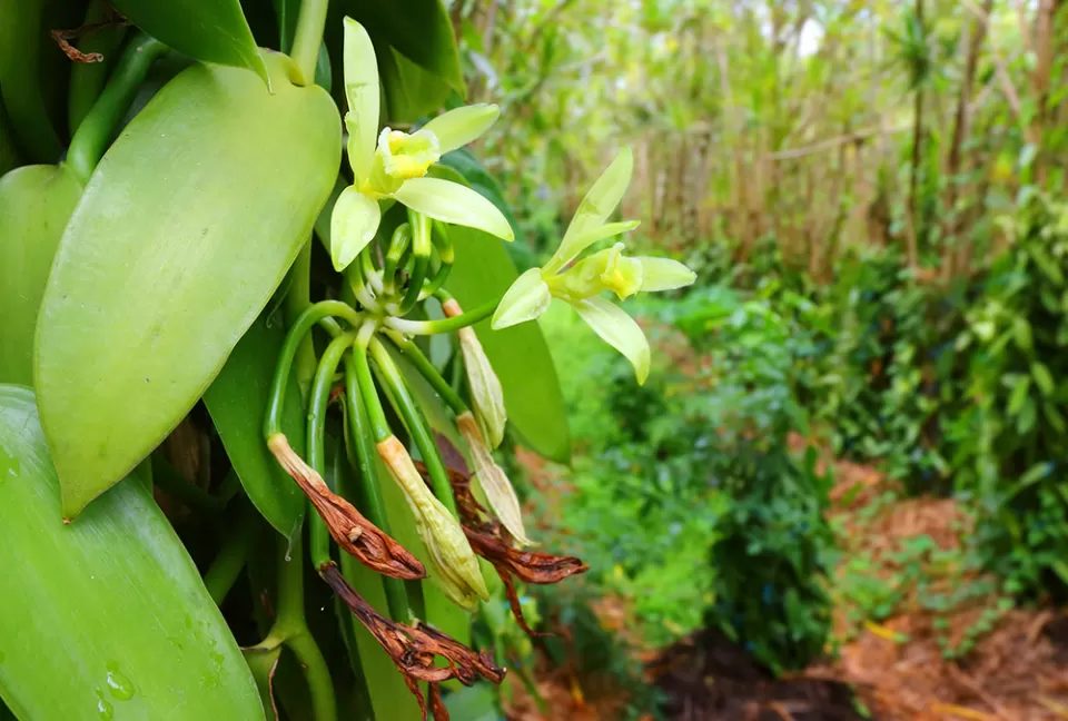 The vanilla orchid has a sweet scent.