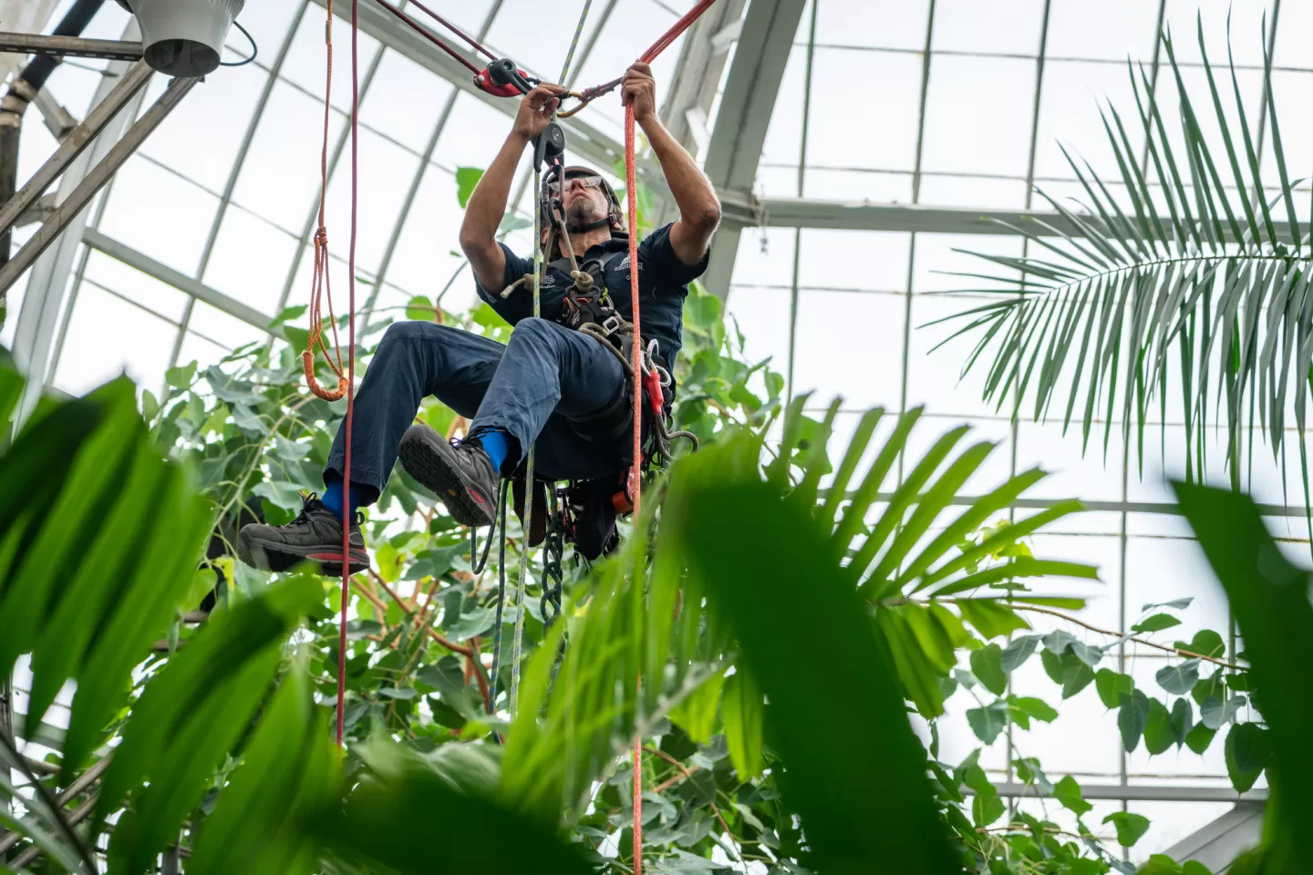 USBG Arborist Shaun Abell, who helped install the new, higher fogger system, at the top of the Tropics house.