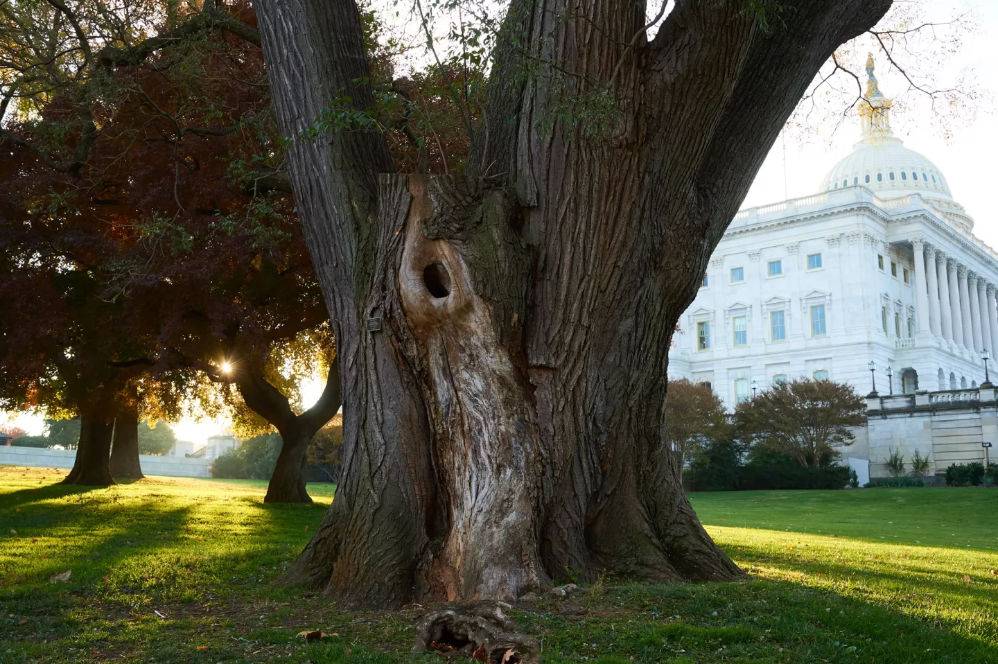 View of a pagoda tree on the north side of the U.S. Capitol.