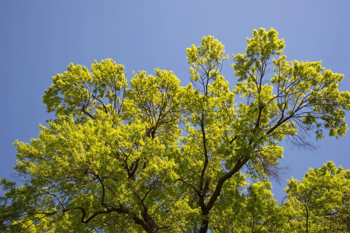Leaves and sky.