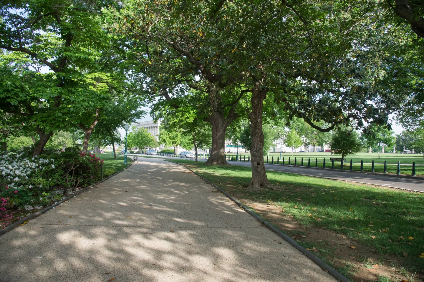 Path in trees.