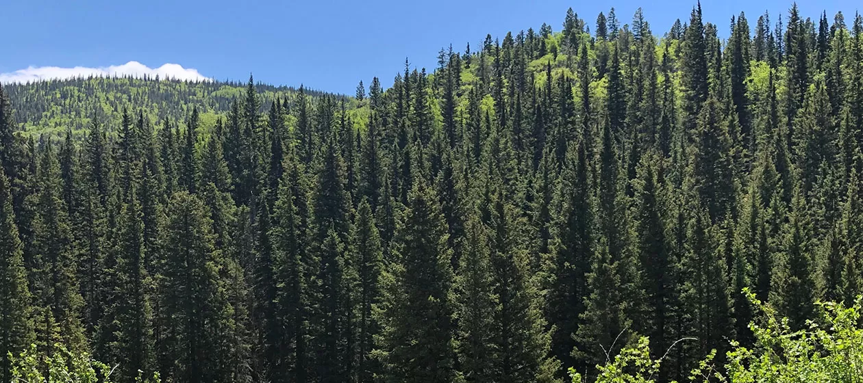 View of the Carson National Forest in New Mexico.