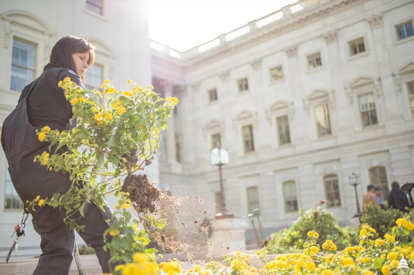 Preparation for spring on Capitol grounds.