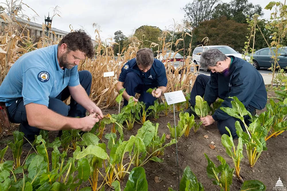 Donate a Herb Plant to Someone In Need - Victory Gardeners