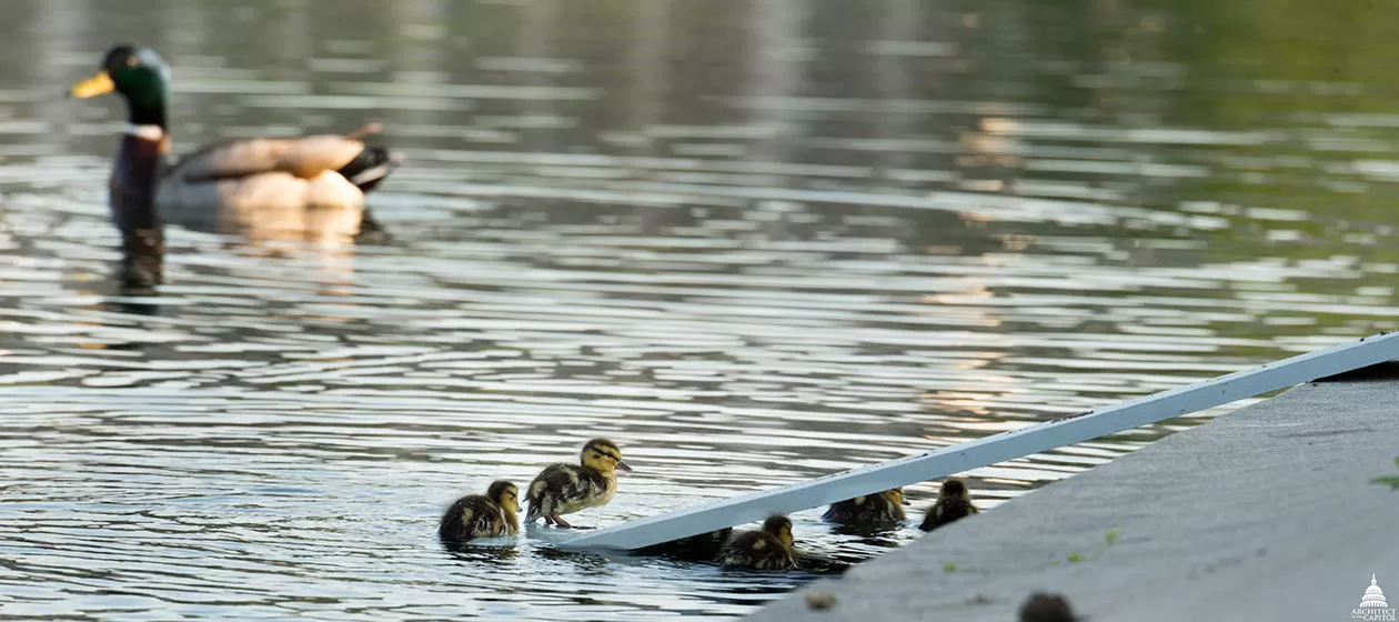 Ducklings using the special duck ramps at the Capitol Reflecting Pool.