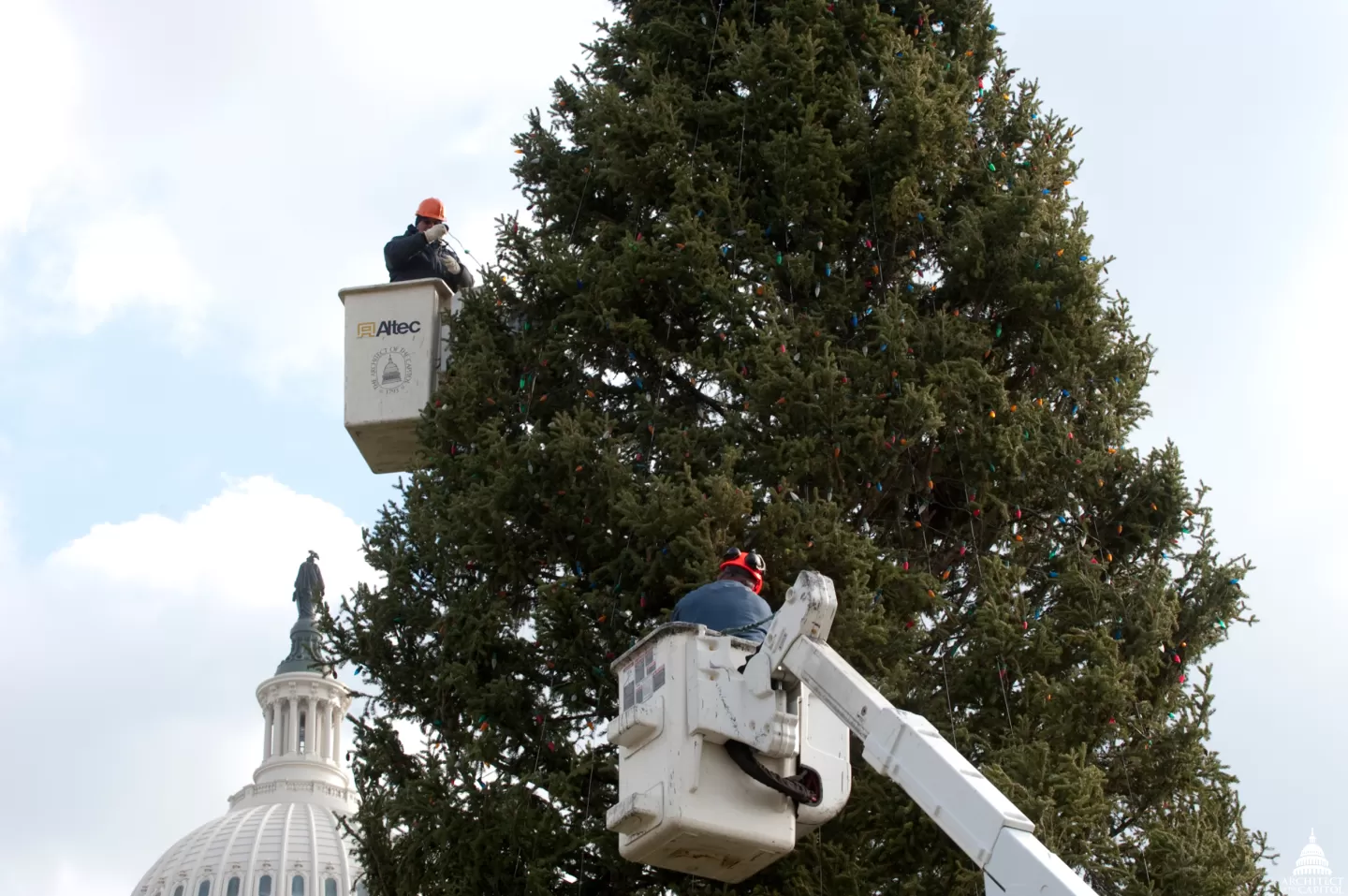 People working on a tree.