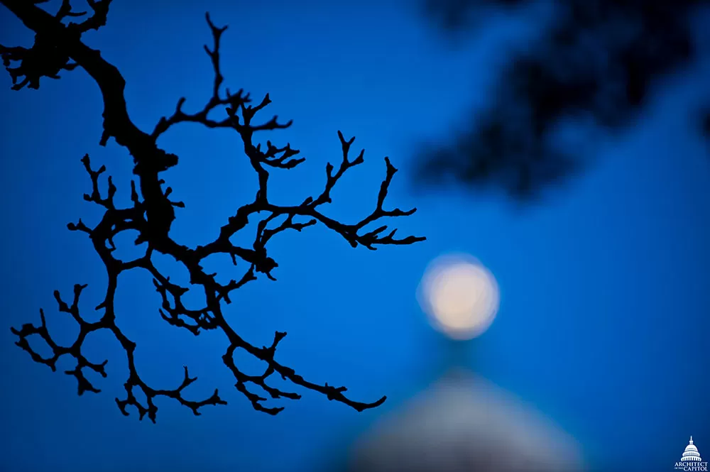 Capitol Dome out of focus, branch in foreground.