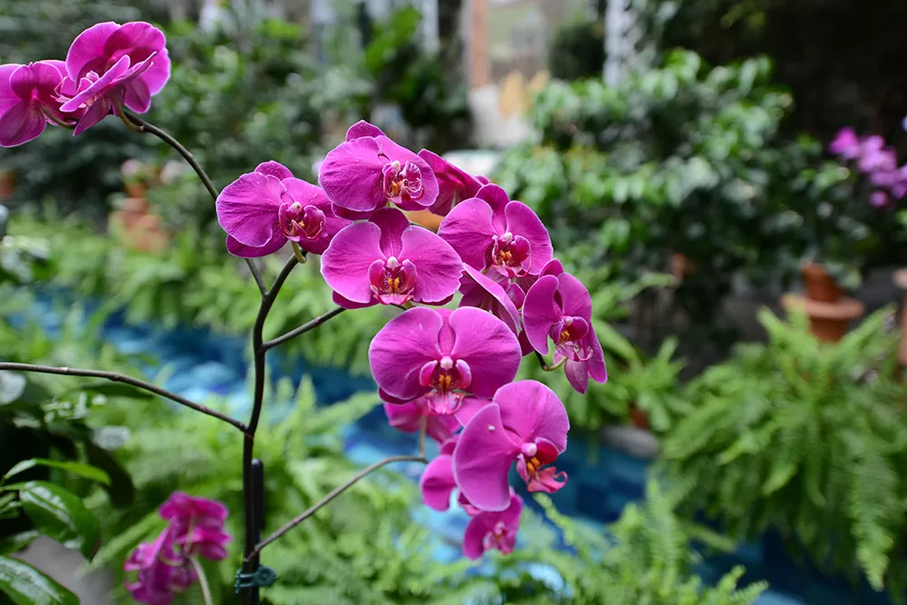Orchid Show at the U.S. Botanic Garden.