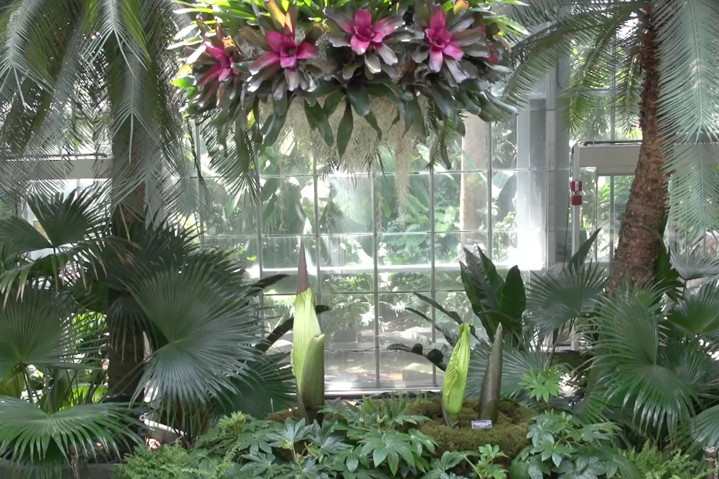 Three corpse flower blooms at the U.S. Botanic Garden.