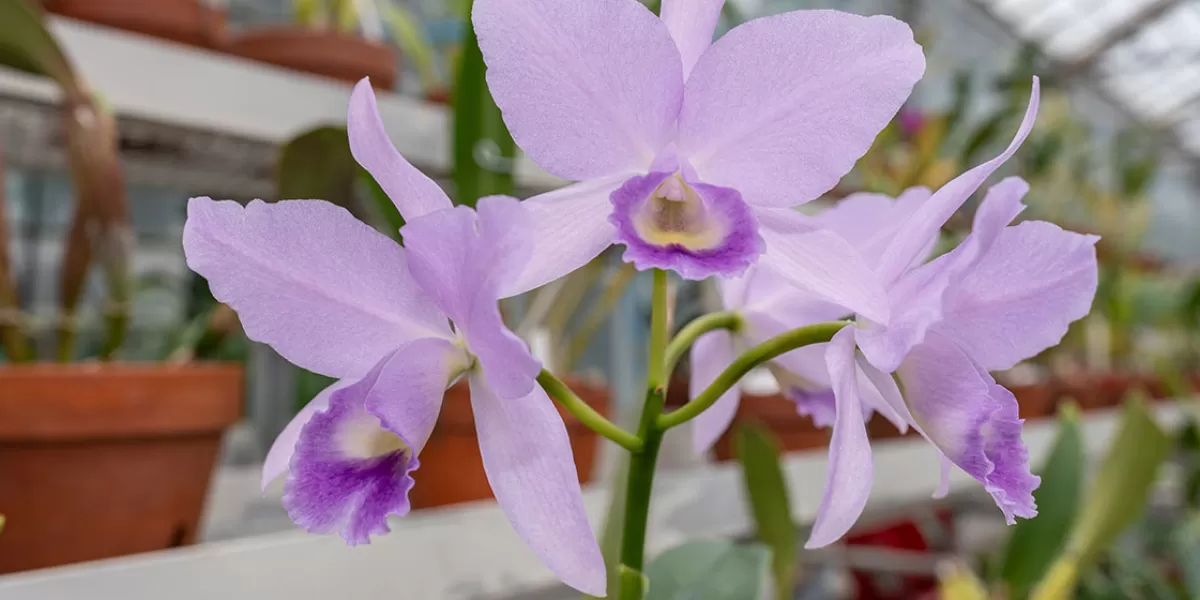 U.S. Botanic Garden Orchids Gain 600 New Siblings | AOC