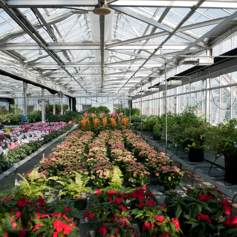 Plants and flowers in a greenhouse.