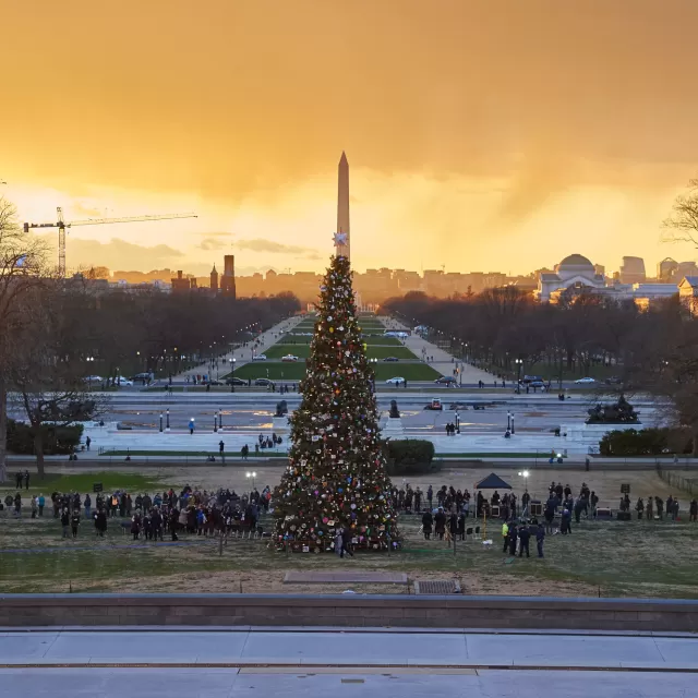View of the U.S. Capitol Christmas Tree with the National Mall, Washington Monument and sunset in the background.