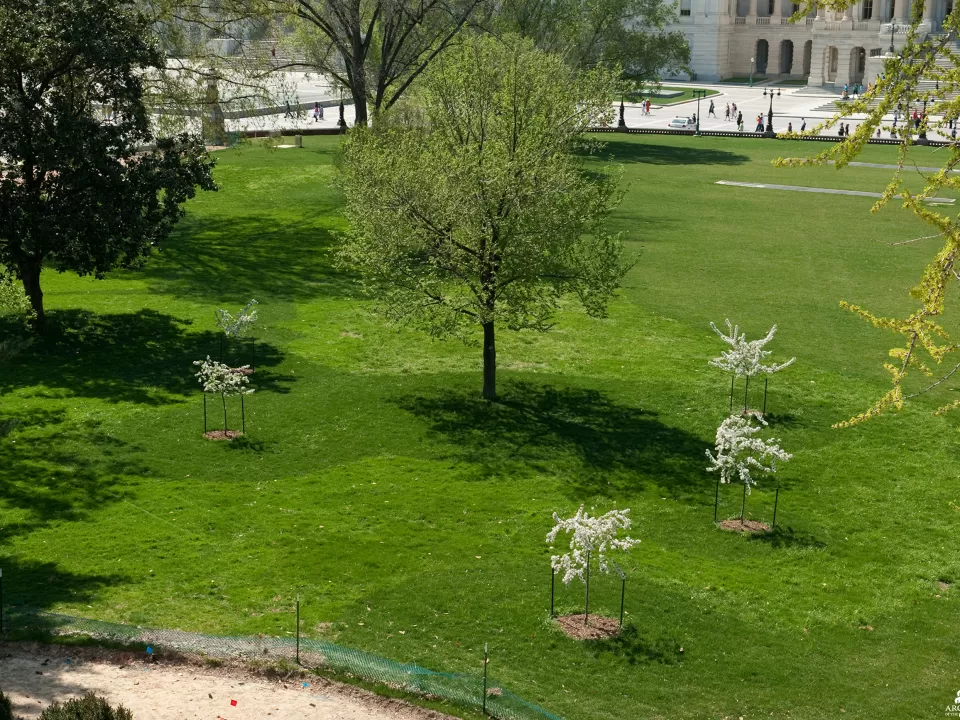 A group of trees.