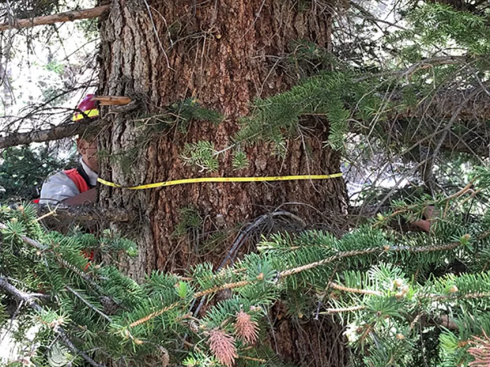 Measuring the trunk of a tree in the Carson National Forest of New Mexico.