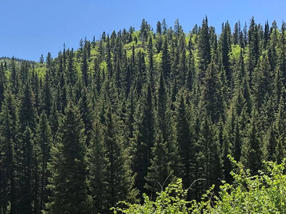 View of the Carson National Forest in New Mexico.