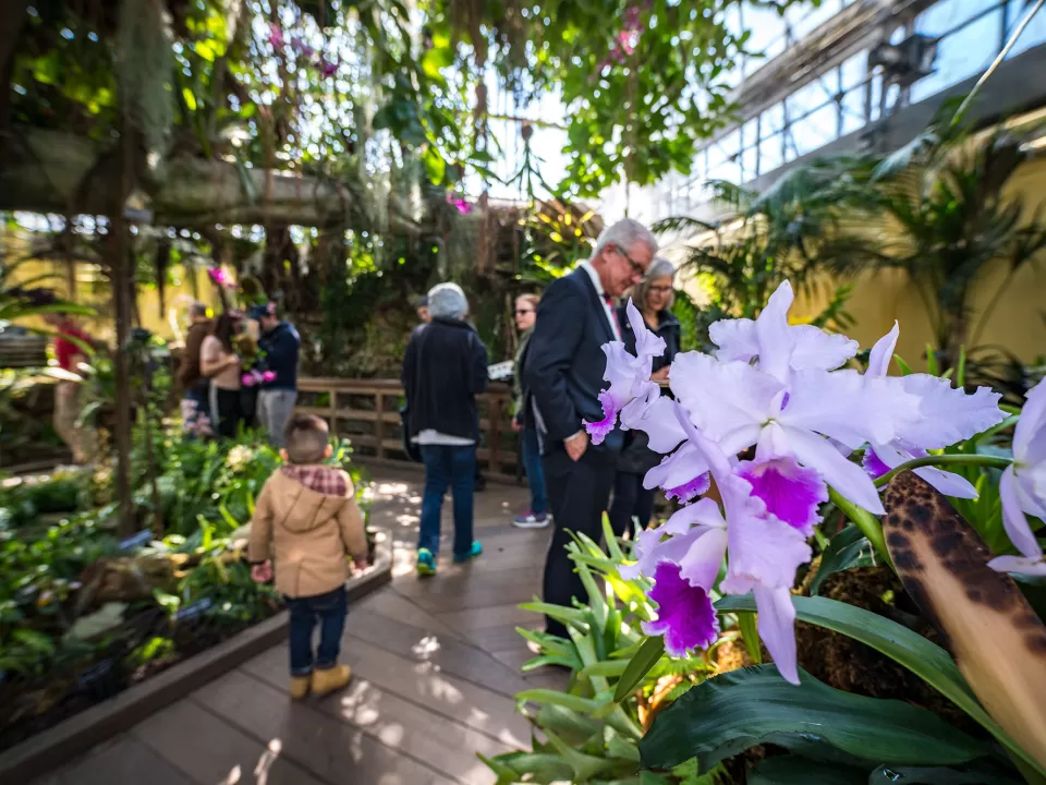 Visitors explore the USBG Orchid house.