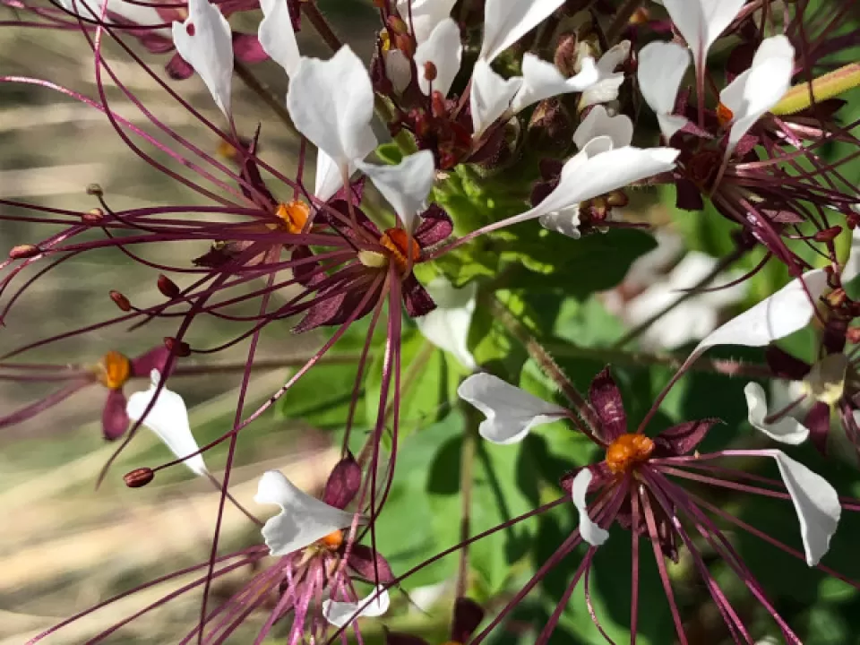 The blooms of drought-tolerant redwhisker clammyweed (Polanisia dodecandra) now successfully growing at the U.S. Botanic Garden attract many pollinators. 