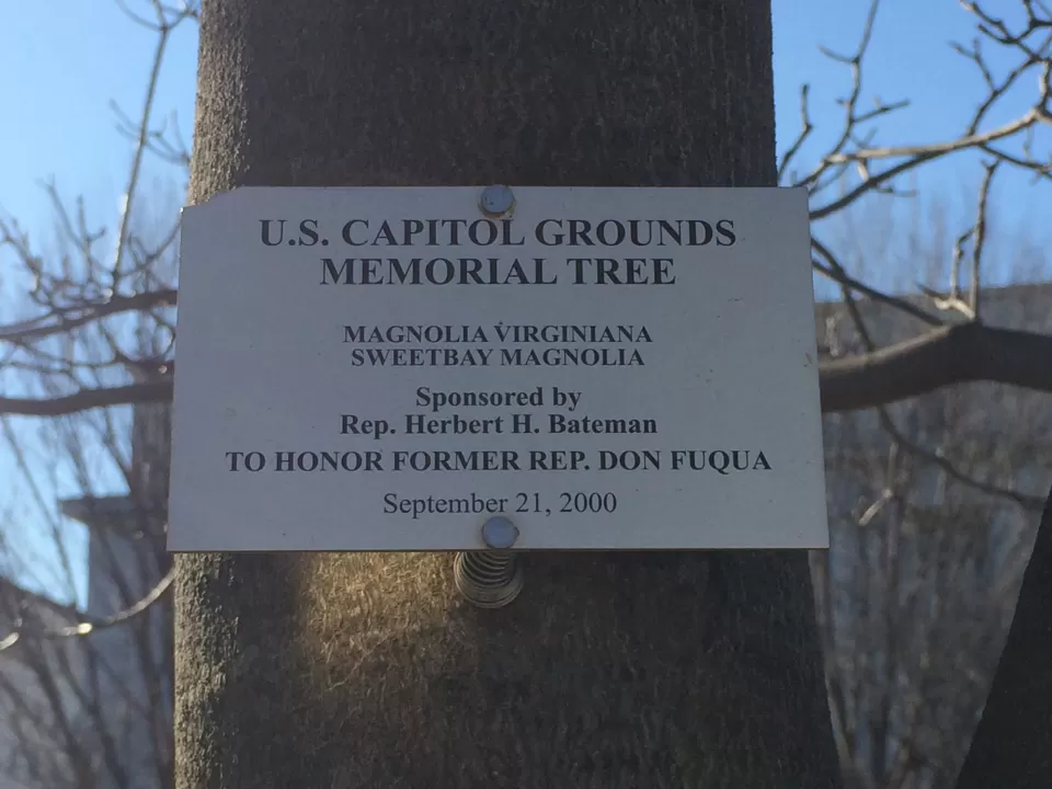 Plaque that reads: U.S. Capitol Grounds Memorial Tree  Magnolia virginiana (Sweetbay Magnolia)  Sponsored by Rep. Herbert H. Bateman  To Honor Former Rep. Don Fuqua  September 21, 2000