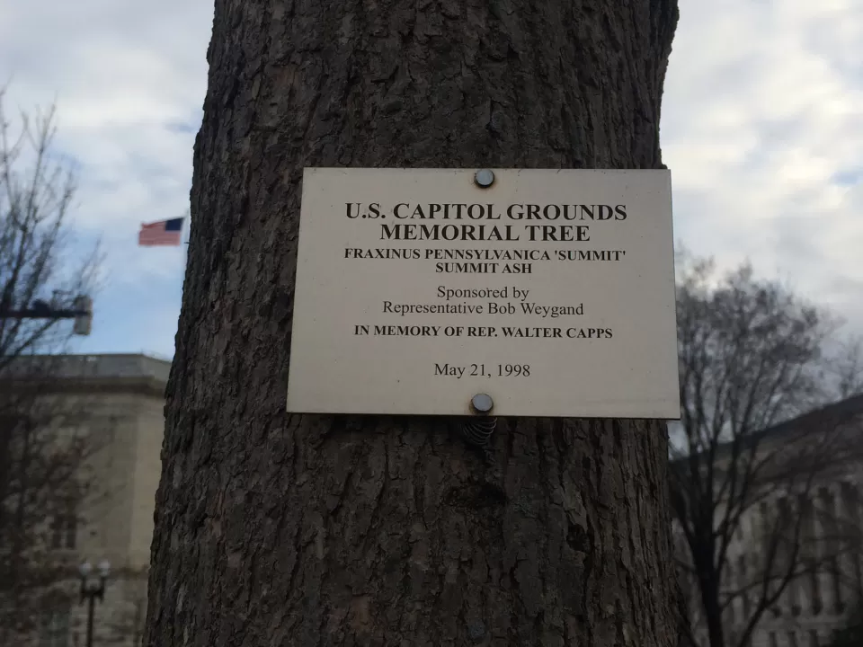 Plaque that reads: U.S. Capitol Grounds Memorial Tree  Fraxinus pennsylvanica ‘summit’ (Summit Ash)  Sponsored by Representative Bob Weygand  In Memory of Rep. Walter Capps  May 21, 1998