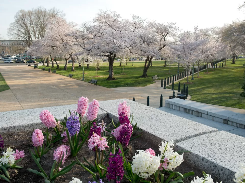 Cherry blossoms in Senate Parks in Washington, D.C.