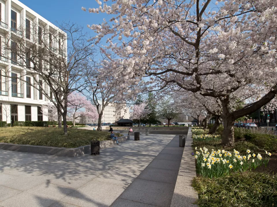 Cherry blossoms at the Hart Senate Office Building in Washington, D.C.