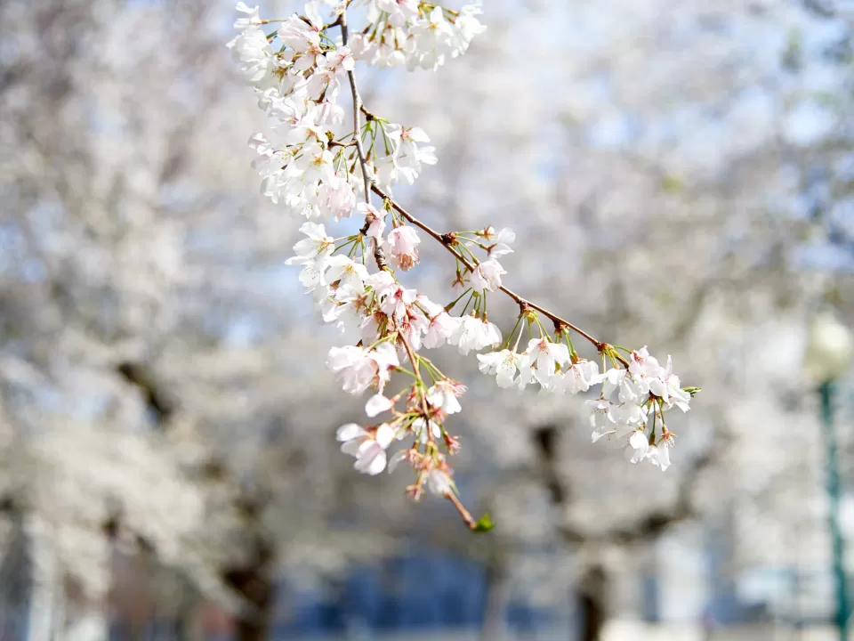 Up-close view of cherry blossoms near the U.S. Capitol.