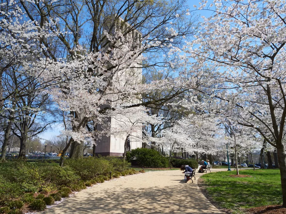 Cherry blossoms at the Taft Memorial in Washington, D.C.