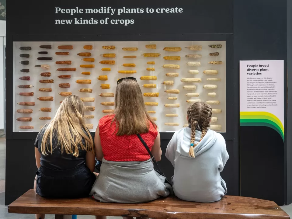 A display case with dozens of varieties of corn grown by humans through the years captures visitors' attention.
