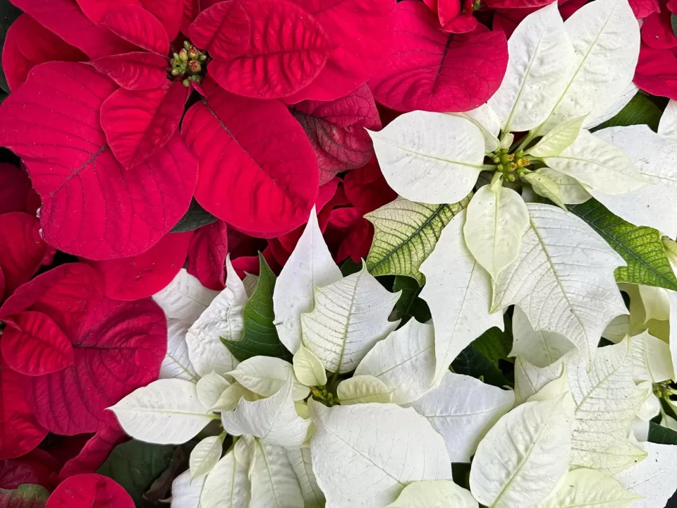 Christmas Mouse Red and Alaska White poinsettias at the United States Botanic Garden.