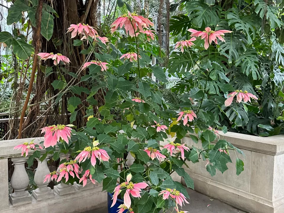 Ecke Pink poinsettia at the United States Botanic Garden.
