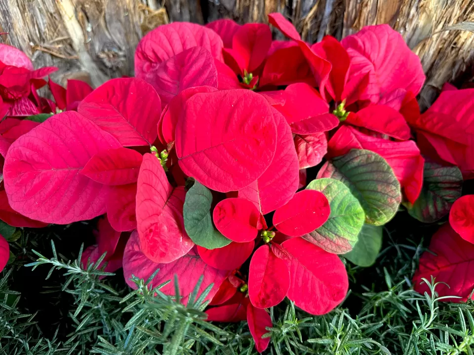Christmas Mouse Red poinsettia at the United States Botanic Garden.