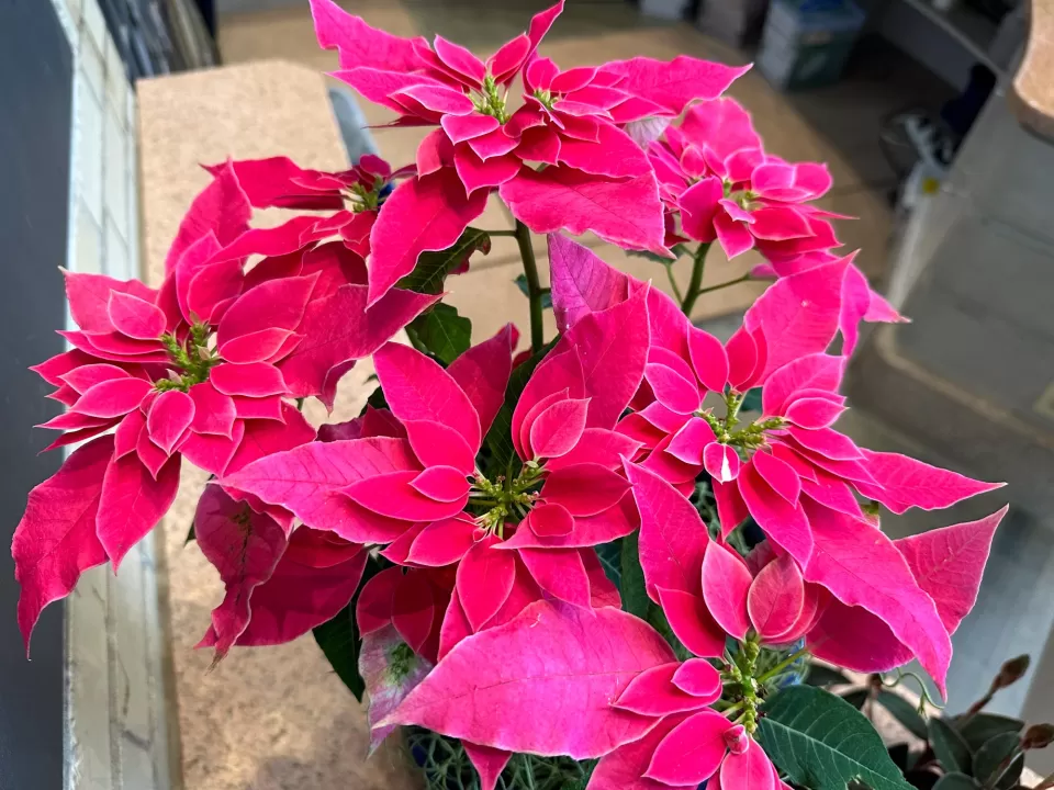 Luv U Pink poinsettia at the United States Botanic Garden.