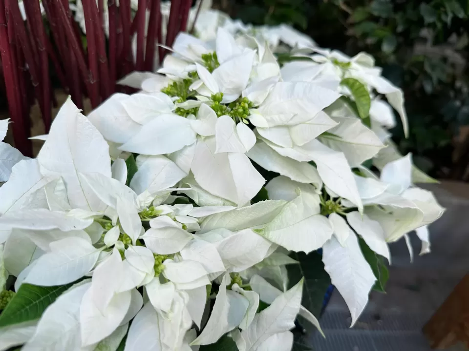 Princettia Pure White poinsettia at the United States Botanic Garden.