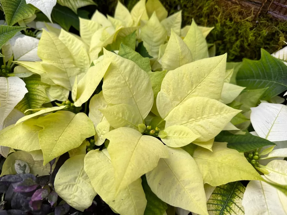 Green Envy poinsettia at the United States Botanic Garden.
