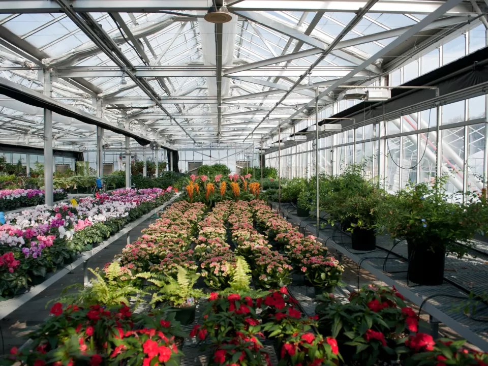 Plants and flowers in a greenhouse.