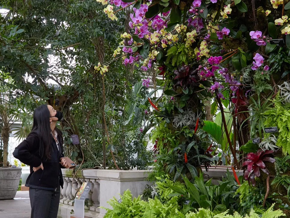 Standing person looking at plants.