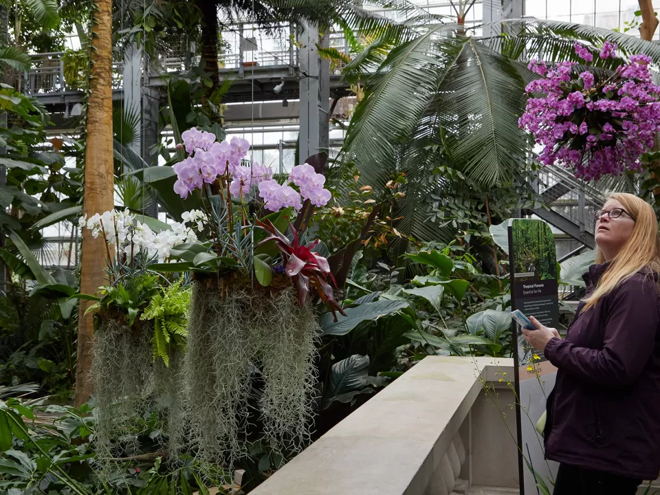 Standing person looking at plants.