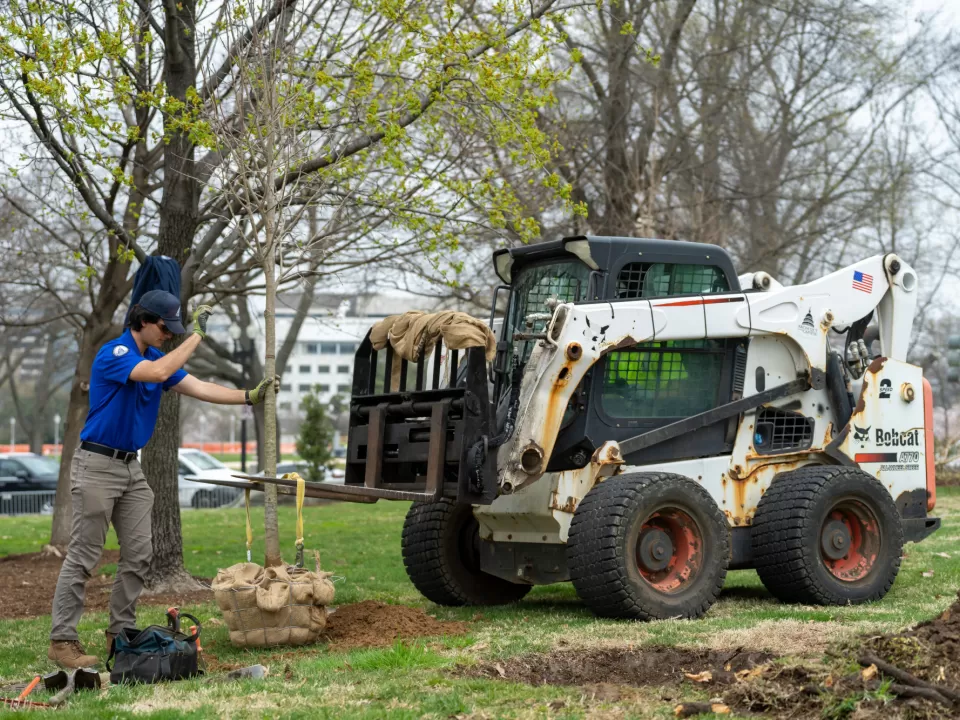 Person standing near a tree.
