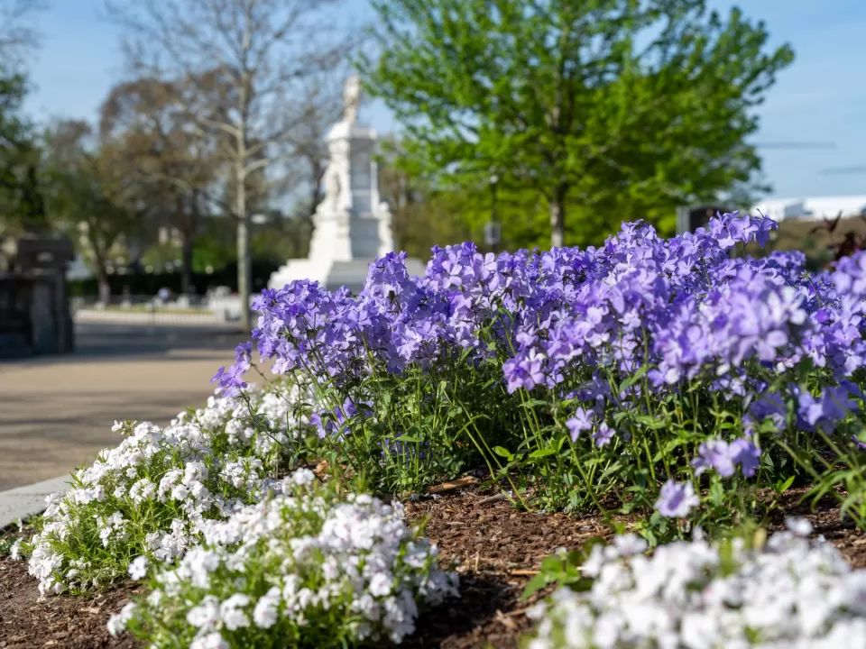 Picture containing a tree, plants and flowers.