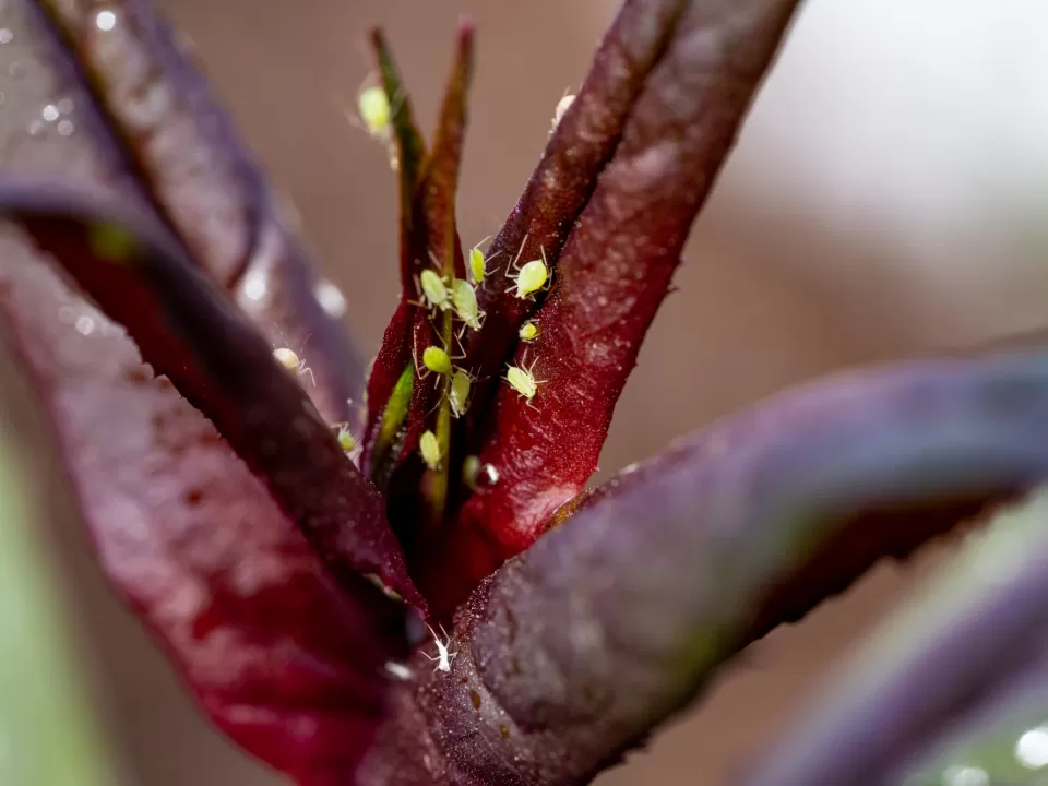 Close-up picture of insects on a plant.