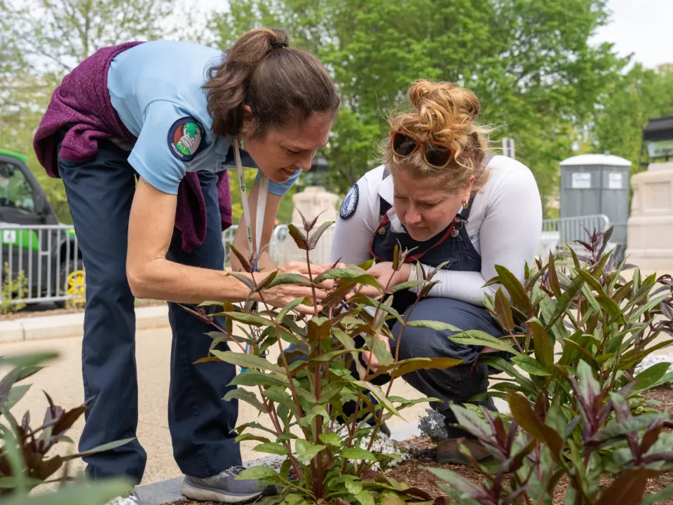 Two people crouching by a plant.
