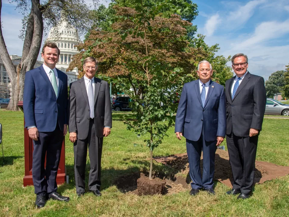 People standing on either side of a tree.