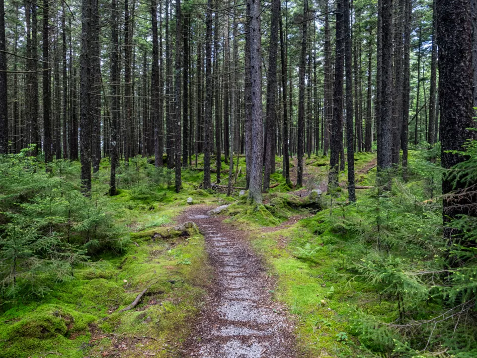 A dirt road surrounded by trees.