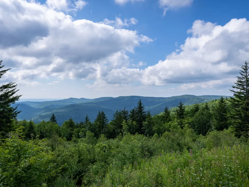 A picture containing sky, trees, outdoor, day.