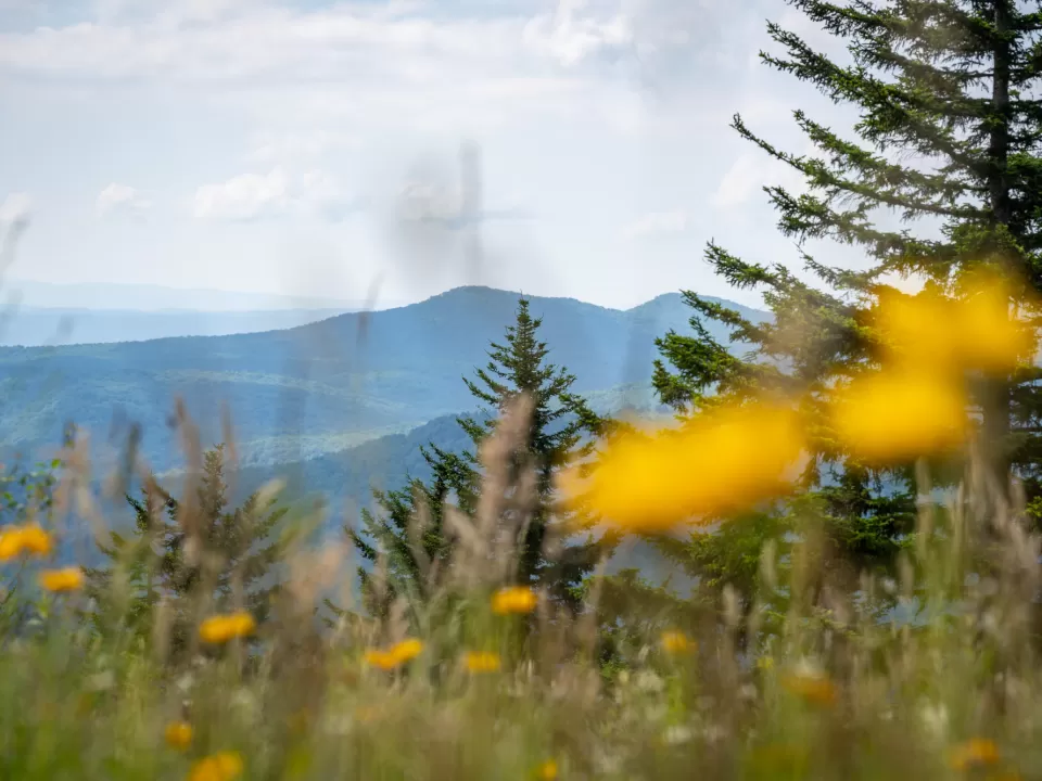 A grassy area with trees and mountains in the background.
