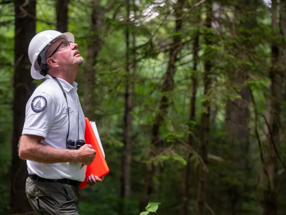 Person in a forest looking up.