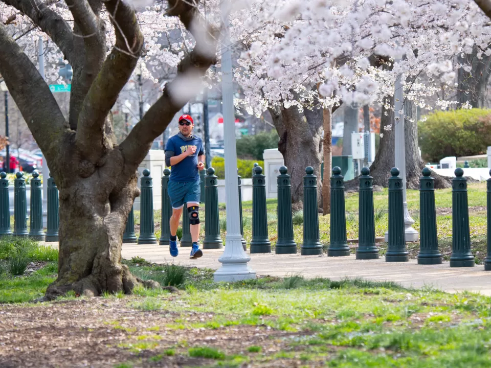 Tree and blossoms.