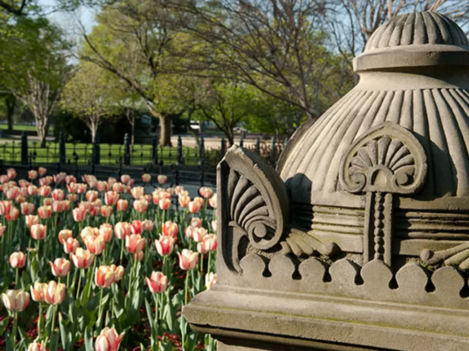 Tulips bloom near an Olmsted hardscape on the U.S. Capitol West Front.